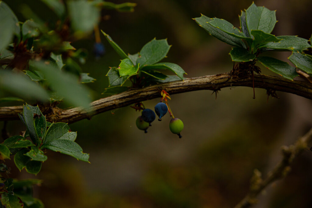 Wild-Plant-Foraging