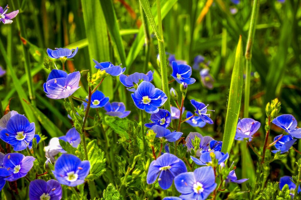 germander-speedwell-Medicinal-Plant